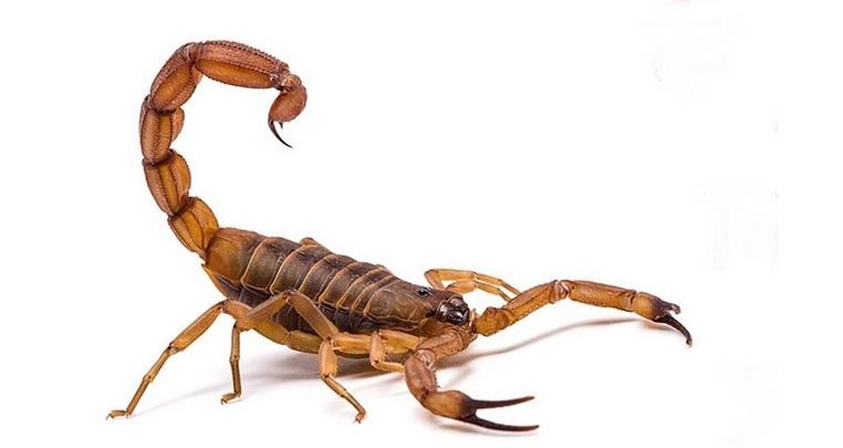 SCORPION png images | PNGWing